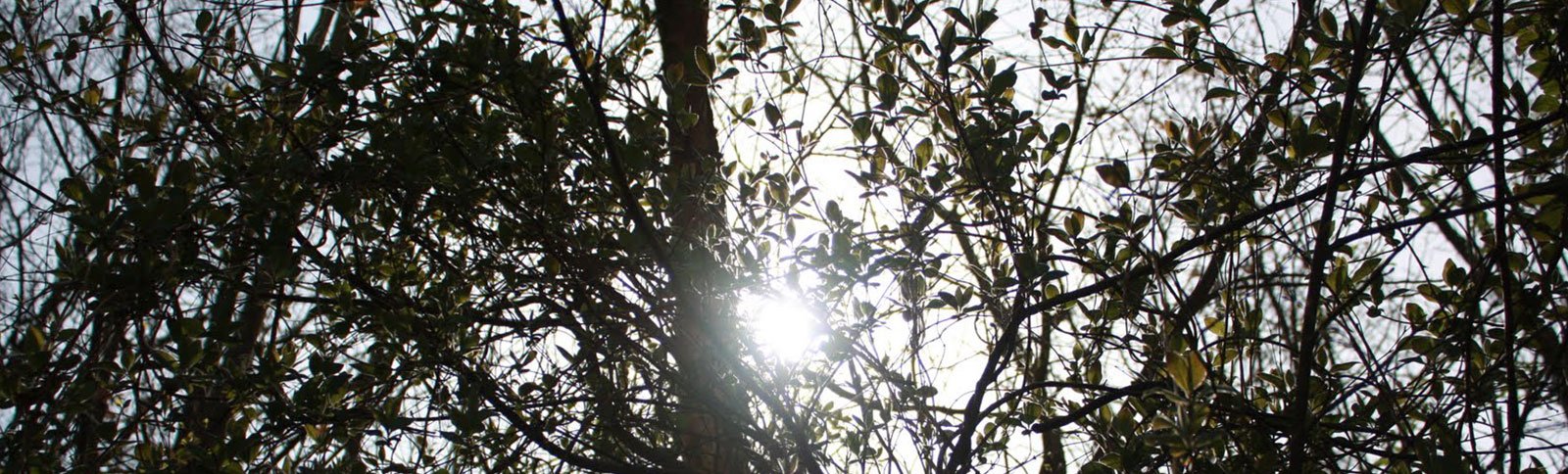 Talks and Demonstrations at Hamlet Wood Scout Campsite