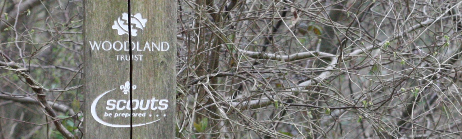Woodland Management at Hamlet Wood Scout Campsite