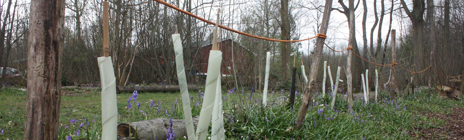 Woodland Trees at Hamlet Wood